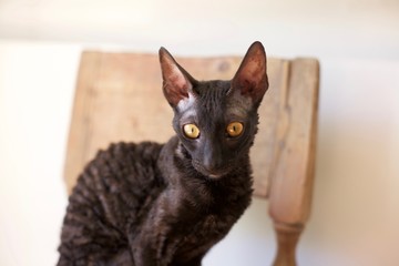 Cornish rex cat