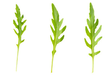 Fototapeta na wymiar fresh arugula leaf on a white background