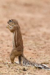 Ecureuil du Cap, Xerus inauris, Afrique du Sud