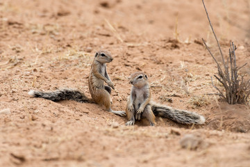 Ecureuil du Cap, terrier, Xerus inauris, Afrique du Sud