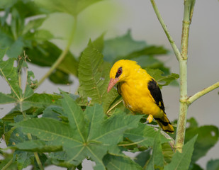 Golden Oriole, Oriolus oriolus