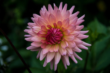 Obraz premium Pink dahlia