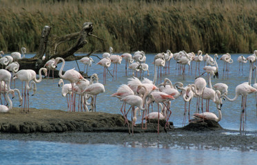 Flamant rose,. nids, Phoenicopterus roseus, Greater Flamingo, Camargue
