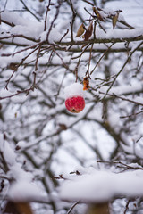 apples hanging at a tree covered with white frost