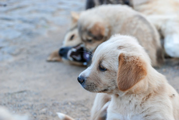 Dog family playing on outdoor. Selective Focus.