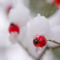 Winter dogrose. Branches of wild rose hips with red berries covered with hoarfrost in the winter garden. Shallow depth of field. First snow on dogrose.