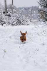 Miniature Dachshund runs through the snow
