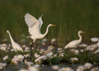  Great Egret in water lily pond