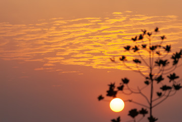 Sun and Silhouette of tree at orange sunset. Selective Focus.