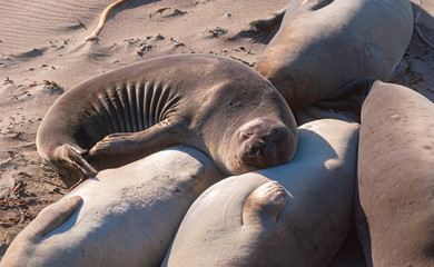 an elephant seal curled up in the sun on a central california beach with its head on another seal's stomach