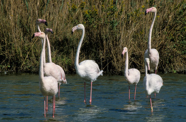 Flamant rose,. Phoenicopterus roseus, Greater Flamingo, Camargue