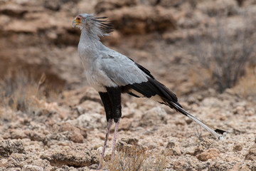 Messager sagittaire, Serpentaire,.Sagittarius serpentarius, Secretarybird, Afrique