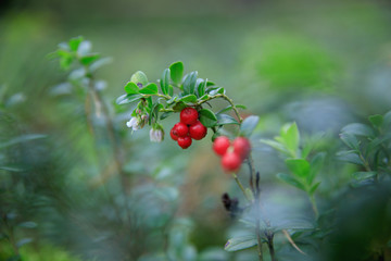 wild berry