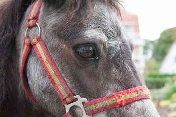 Cheval