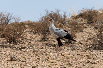 Messager sagittaire, Serpentaire,.Sagittarius serpentarius, Secretarybird, Afrique