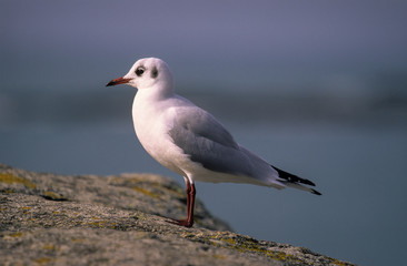 Mouette rieuse, Chroicocephalus ridibundus,  Black headed Gull