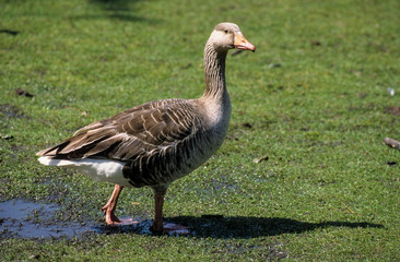 Oie cendrée,.Anser anser, Greylag Goose