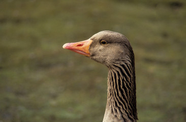 Oie cendrée,.Anser anser, Greylag Goose