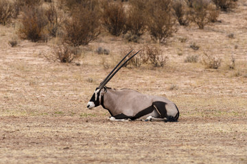 oryx gazelle, gemsbok, Oryx gazella, Parc national Kalahari, Afrique du Sud
