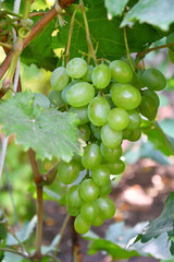 Green Color grapes ripen in summer garden