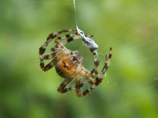 Araignée épeire