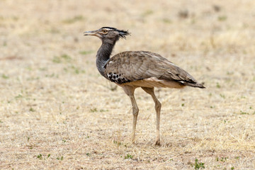 Outarde kori, parades, Ardeotis kori, Kori Bustard, Afrique du Sud