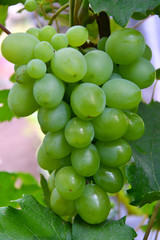 Green Color grapes ripen in summer garden