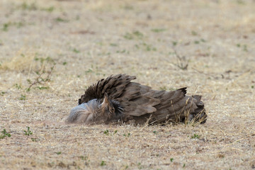 Outarde kori, parades, Ardeotis kori, Kori Bustard, Afrique du Sud