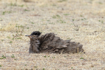 Outarde kori, parades, Ardeotis kori, Kori Bustard, Afrique du Sud
