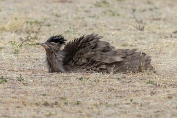 Outarde kori, parades, Ardeotis kori, Kori Bustard, Afrique du Sud