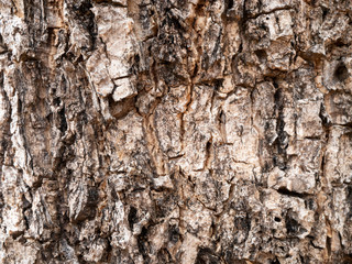 Brown grunge bark texture