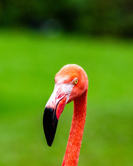 Flamingo portrait