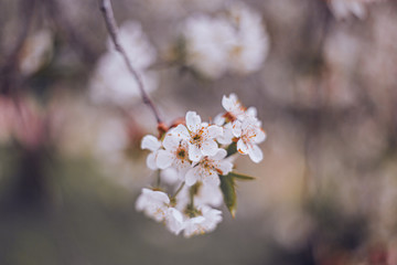 Blossom tree over nature background Spring flowers Spring Background