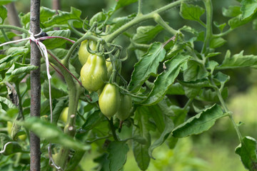 fresh green tomatoes on a branch in the garden