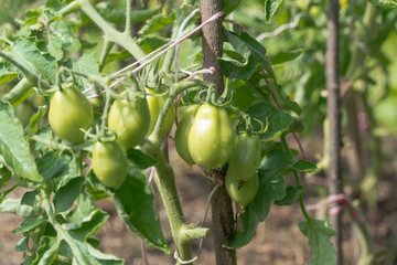 fresh green tomatoes on a branch in the garden
