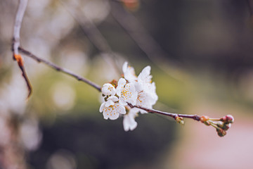 Obraz premium Blossom tree over nature background Spring flowers Spring Background