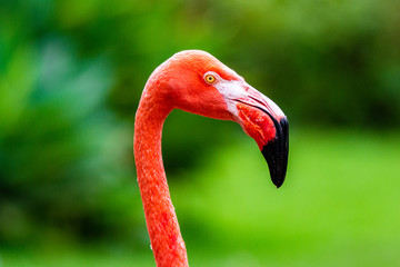 Fototapeta premium Flamingo portrait