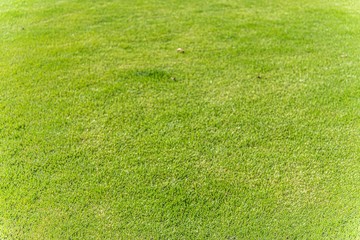 green grass texture background