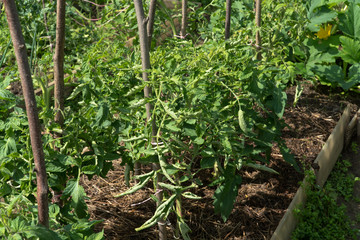 stems and sprouts of tomato in the garden