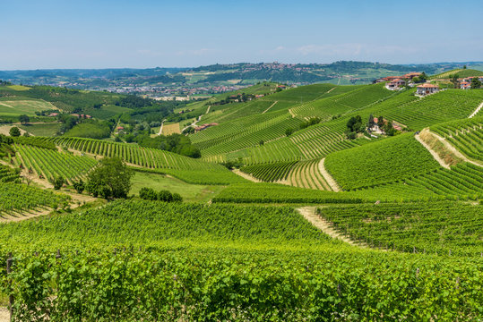 panoramic view of piemont vineyards