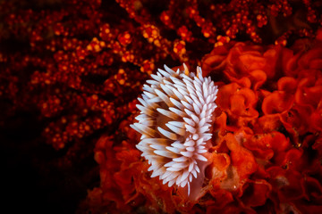 Cape silvertip nudibranch (Jalonus capensis)