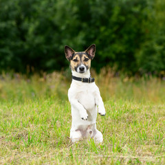 The trained dog of breed of Jack Russell Terrier is standing on its hind legs on green grass in outdoors.
