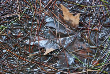 Leaf and pine needles above forest ground.