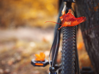 Naklejka premium Autumn colorful leaves on the bike. Close - up of a Bicycle wheel in the autumn forest. Ride a bike lifestyle