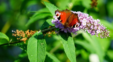 Butterfly on a Lavender Blossom