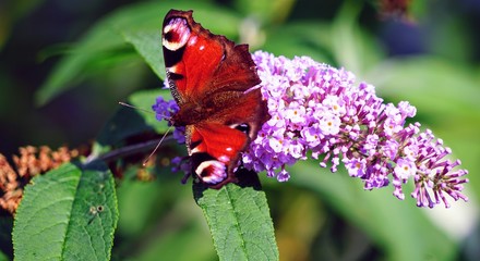 Butterfly on a Lavender Blossom