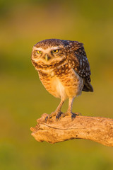 Burrowing Owl or Athene cunicularia sitting on a branch in Brazil Pantanal. Sunset, golden light.