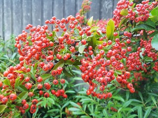 red berries on bush
