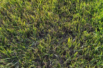 the soft light of the sun splashing down to the grassTop view of Fresh Light green grass in the evening