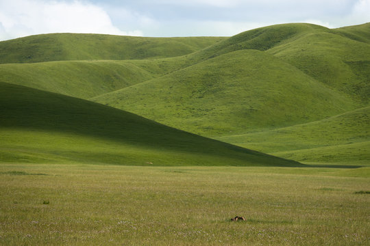 Ganjia grasslands in Gannan autonomous prefecture near Xiahe, Gansu, China. endless alpine pasture. rolling hills wallpaper. 
